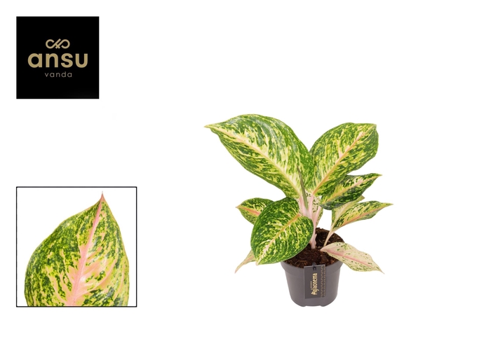 <h4>Aglaonema overig</h4>