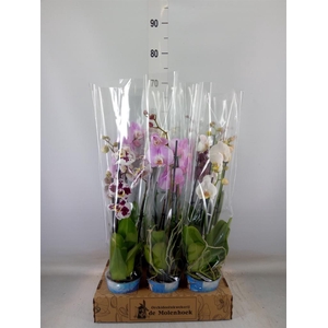 Phalaenopsis   ...mix  4
