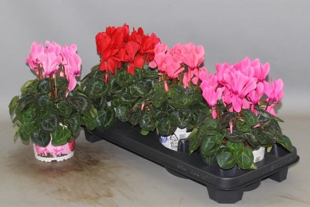 <h4>CYCL GR SUP XL</h4>