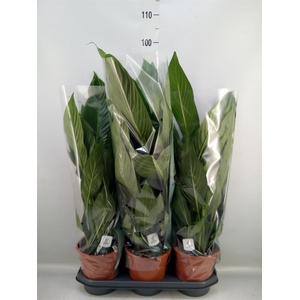 Spathiphyllum  'Bingo Cupido'