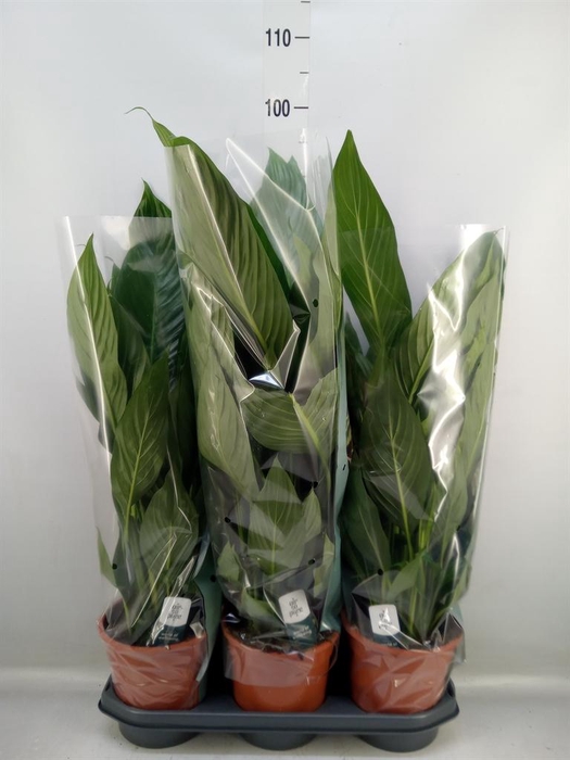 <h4>Spathiphyllum 'Bingo Cupido'</h4>