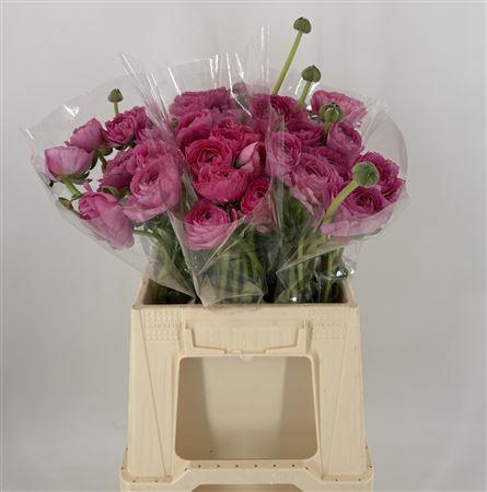 <h4>Ran Suc 1st Colorado</h4>