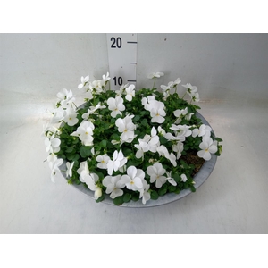 Viola corn. 'Deltini True White'