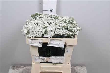 <h4>Achil M White Beauty</h4>