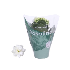 Kalanchoe Rosalina 07cm Don Dione wit
