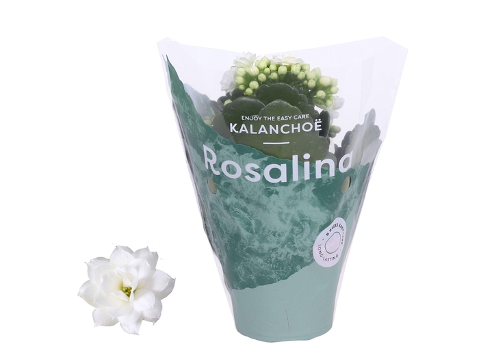 <h4>Kalanchoe Rosalina 07cm Don Dione wit</h4>