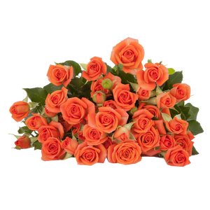 Rosa TR 'Babe' Flora Ola