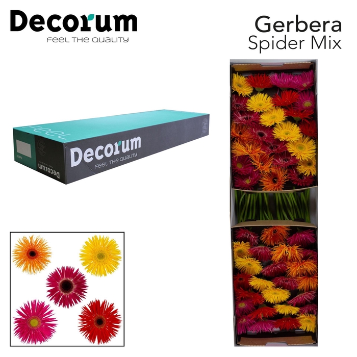 <h4>GERBERA GBS SPIDER MIX x25</h4>
