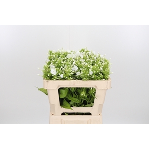 Phlox P David