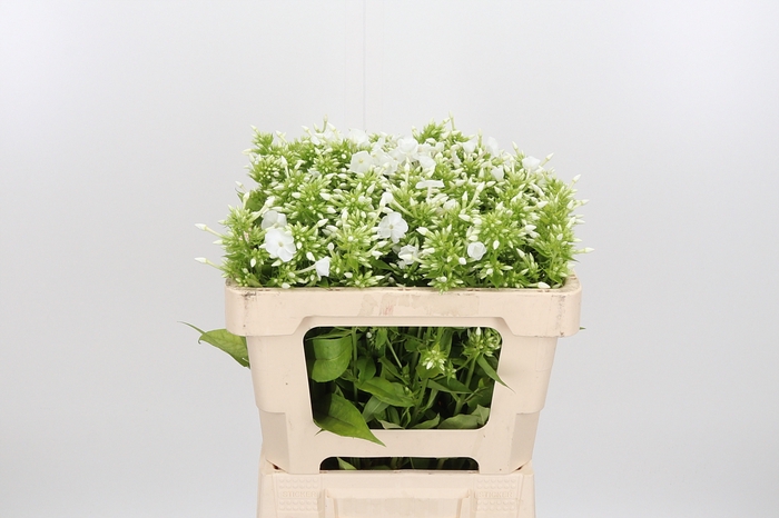 <h4>Phlox P David</h4>
