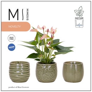 Mimesis Anthurium Hotlips - 9 cm Madeira