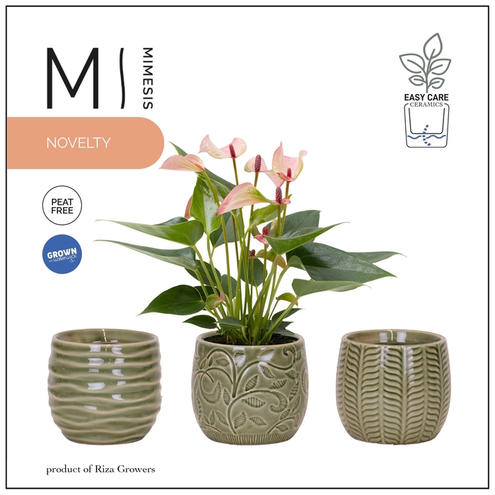 <h4>Mimesis Anthurium Hotlips - 9 cm Madeira</h4>