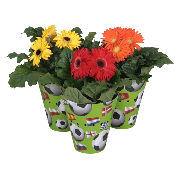 <h4>Gerbera gemengd 2+bl 12cm in beker met voetbal en vlag</h4>