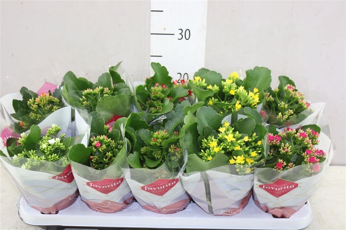 <h4>Kalanchoe Bl Gemengd</h4>