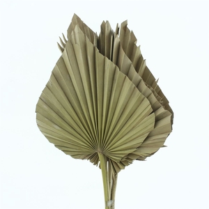 Dried Palm Spear X X L