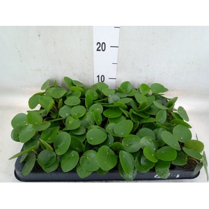 Pilea peperomioides