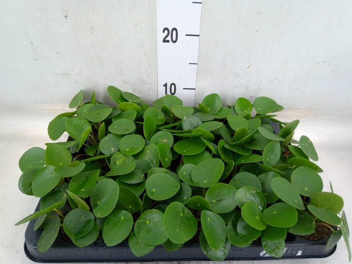 <h4>Pilea peperomioides</h4>