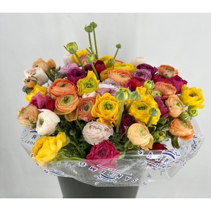 Ranunculus Clooney Rainbow Super