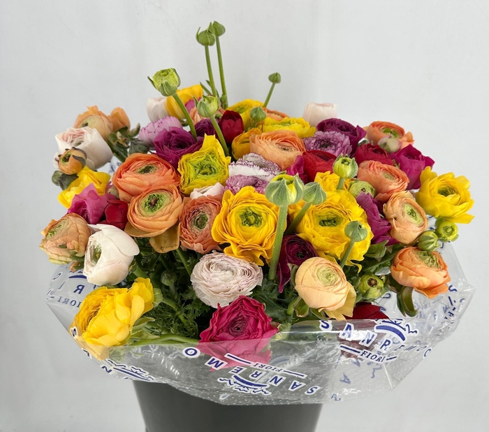 <h4>Ranunculus Clooney Rainbow Super</h4>