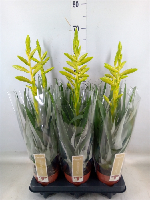 <h4>Tillandsia oerstediana</h4>
