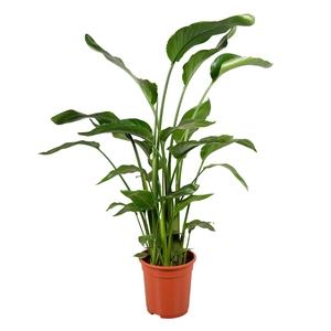 Strelitzia nicolai 4 stek 90-105cm