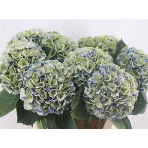 Hydr M My Heaven Cl 80 Cm