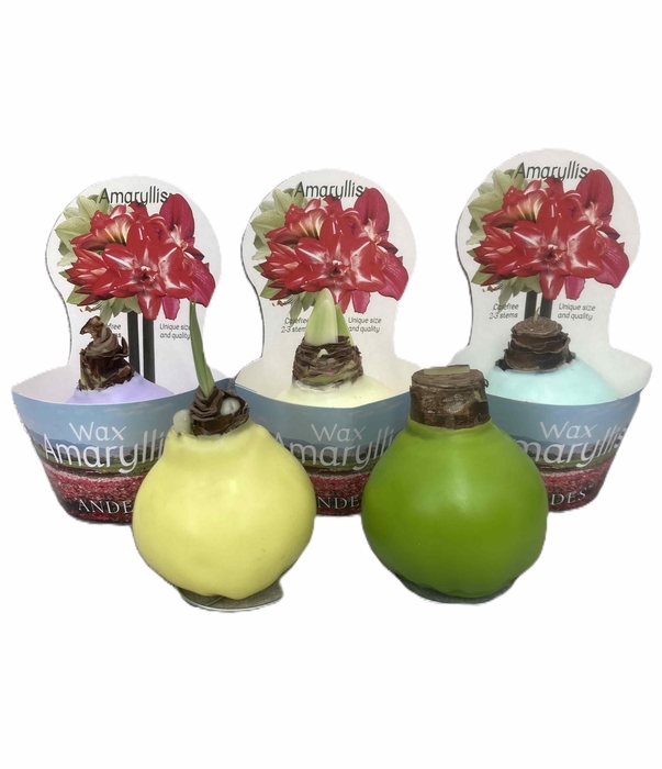 <h4>HIPPEASTRUM-HYBRID P14</h4>