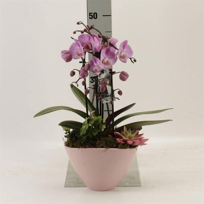 <h4>Phalaenopsis  'Elegant Cascade'</h4>