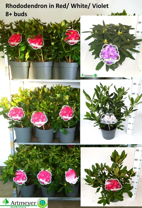 <h4>RHOD CAT OV</h4>