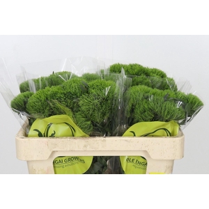 DI BARB KIWI MELLOW DIANTHUS BR KIW