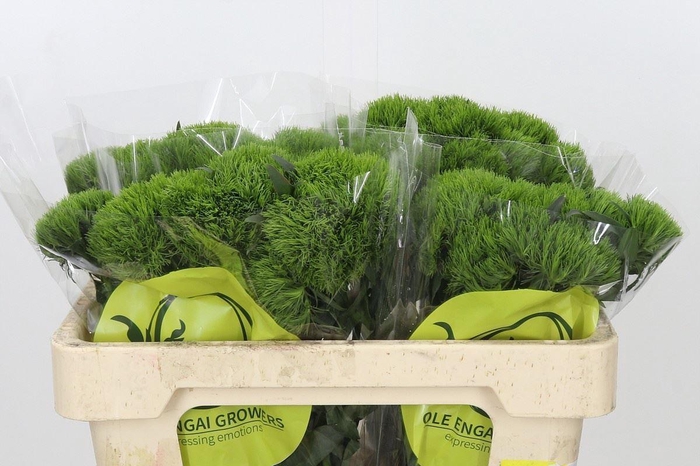 <h4>DI BARB KIWI MELLOW DIANTHUS BR KIW</h4>