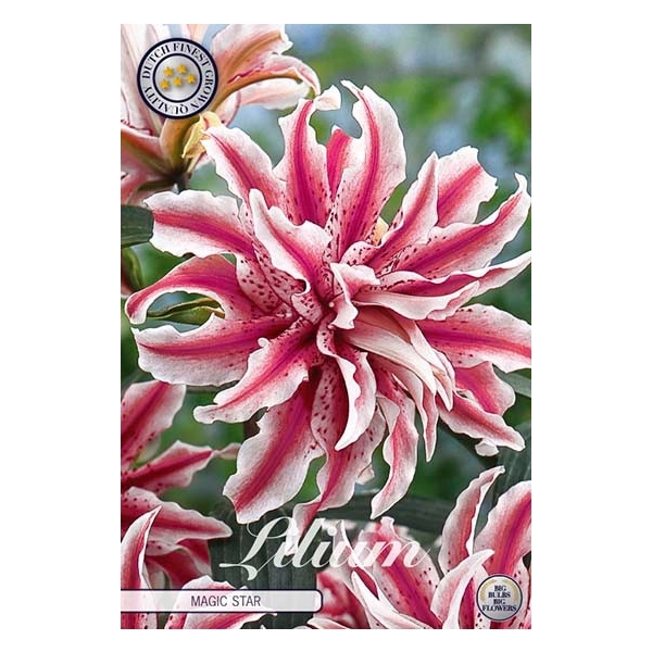 <h4>Lilium Magic Star x2 16/18</h4>