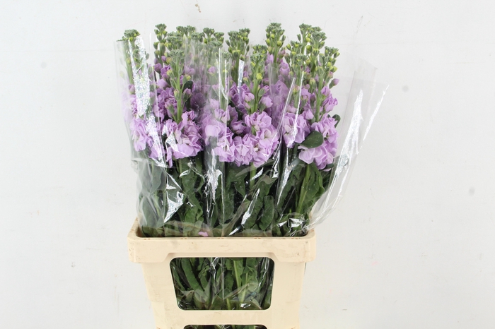 <h4>MATTH IRON MARINE</h4>