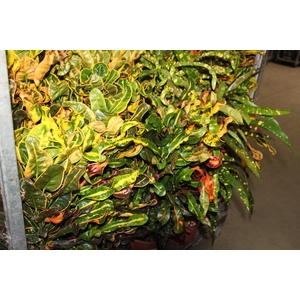 CROTON HIB VARIADO P24