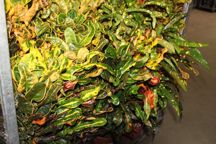 <h4>CROTON HIB VARIADO P24</h4>