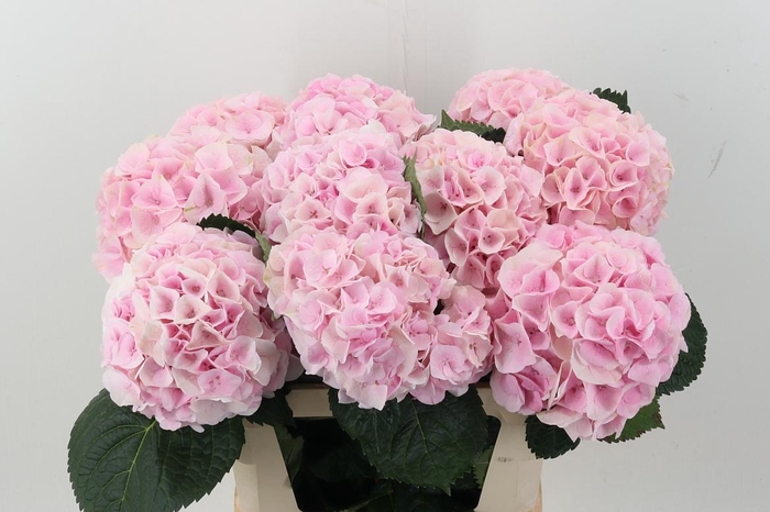 <h4>Hydr M My Pinktou Rz</h4>