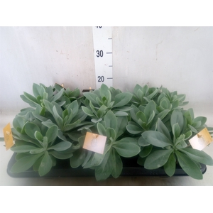 Senecio cephal. 'Mountain Fire'