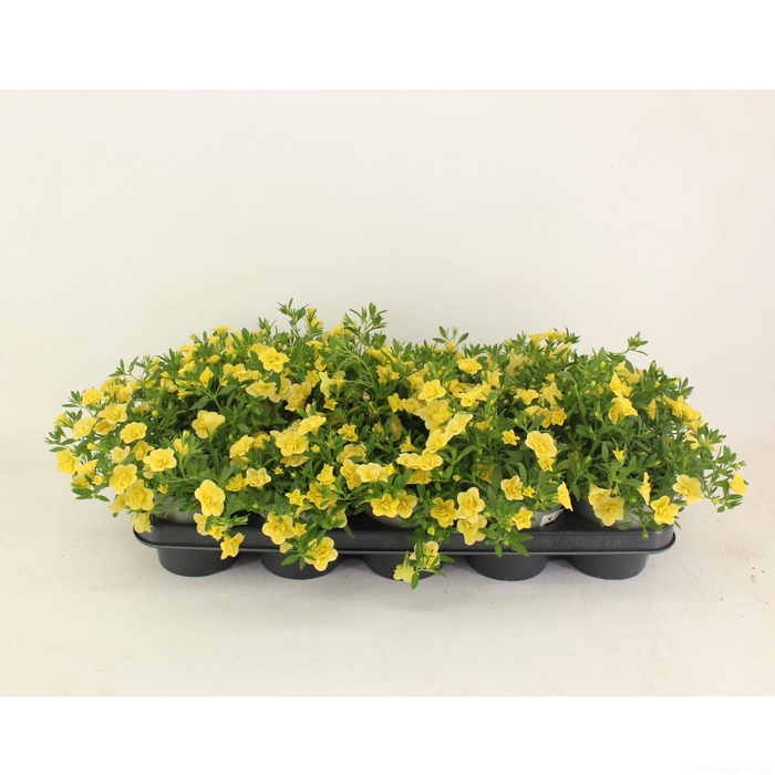<h4>Calibrachoa Doubble Light Yellow</h4>