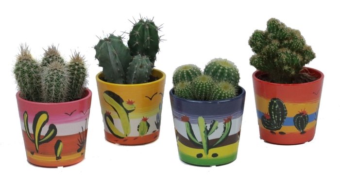 <h4>Cactus mix 8,5 cm in mexico sierpot</h4>