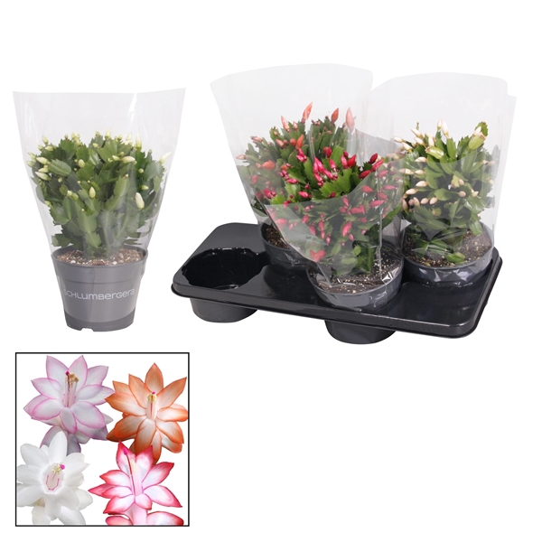 <h4>Schlumbergera - 17 cm - Mix</h4>