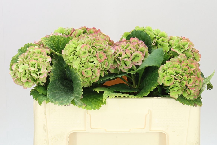 <h4>Hyd Lolly Pop Green Red Classic</h4>