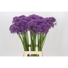 Allium Violet Beauty