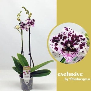 Speechless Elegance 2-tak 60cm (GROEN)