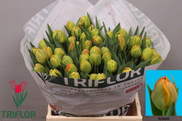 <h4>TU DU ICOON</h4>