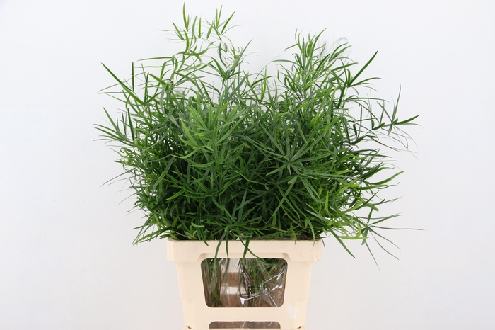 <h4>ASP FALCATUS</h4>