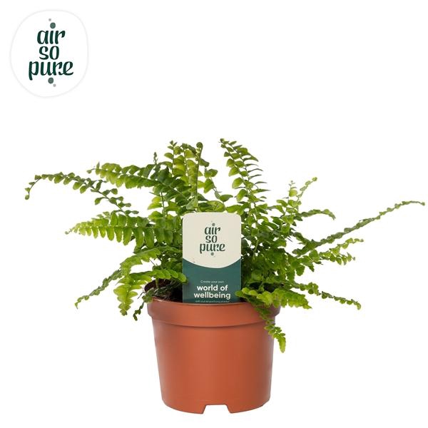 <h4>Nephrolepis exaltata 'Green Lady'</h4>