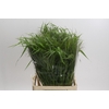 Panicum Fountain