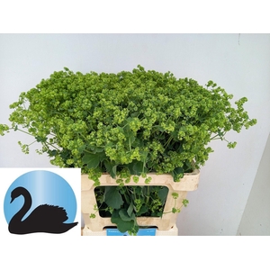 ALCHEM M ROBUSTICA