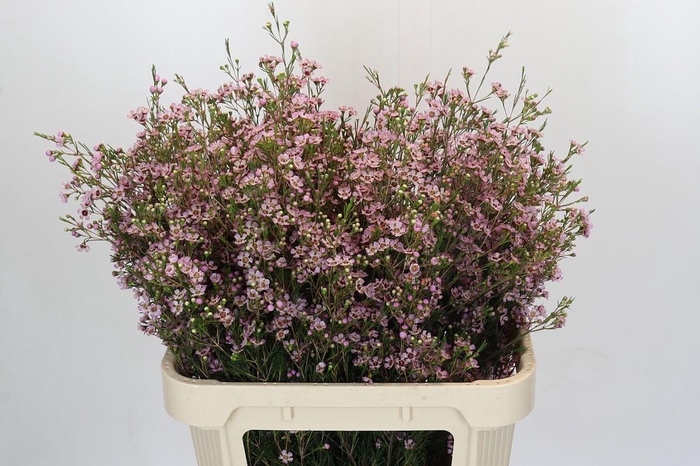 <h4>CHAME UN PINK DREAM</h4>