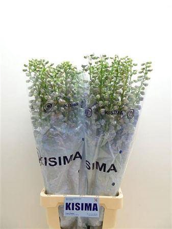 <h4>Delph Du Guardian Lavendel</h4>